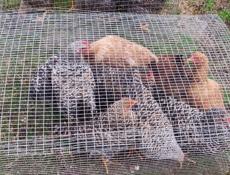 Продаю молодые куры разных пород.