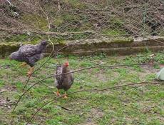 Продаю молодые куры разных пород.