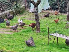 Продаю молодые куры разных пород.