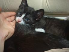 ОТДАМ КОТЕНКА!