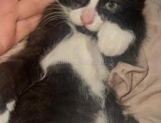 ОТДАМ КОТЕНКА!