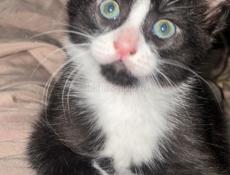 ОТДАМ КОТЕНКА!