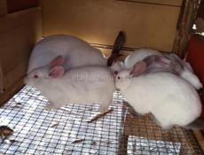 Кролики больших пород.