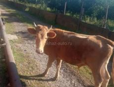 Продаю БЫЧКА 