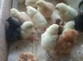 Цыплята