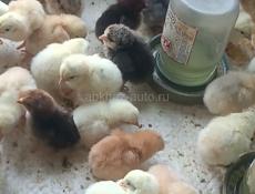 Цыплята