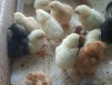 Цыплята