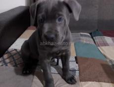 Кане корсо девочка 