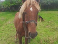 Пропал лошадь 