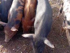 Продаётся поросята 