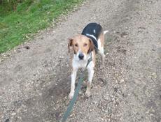 Продам собаку 