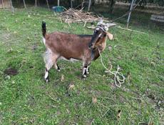 коза альпийско нубийская смесь 