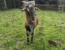 коза альпийско нубийская смесь 