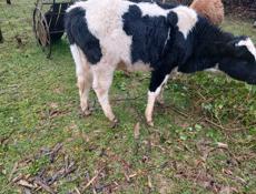 Продаю бычка 70кн