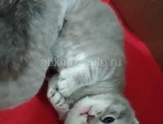 Шотландская вислоухая котята