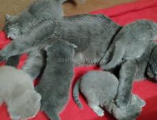 Шотландская вислоухая котята