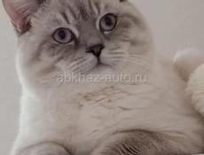 Шотландская вислоухая котята