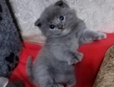 Шотландская вислоухая котята