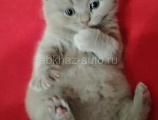 Шотландская вислоухая котята