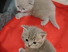 Шотландская вислоухая котята