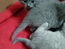 Шотландская вислоухая котята