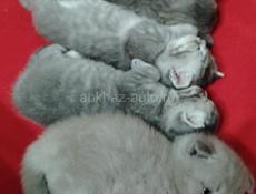 Шотландская вислоухая котята