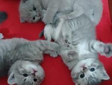 Шотландская вислоухая котята