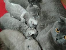 Шотландская вислоухая котята