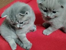 Шотландская вислоухая котята