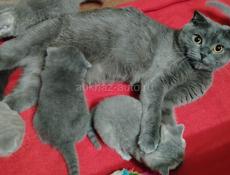 Шотландская вислоухая котята