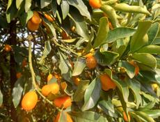 КИНКАН (кумкват) ПРОДАМ