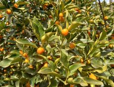 КИНКАН (кумкват) ПРОДАМ