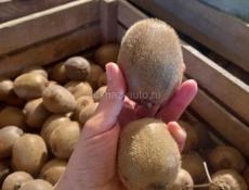 КИНКАН (кумкват) ПРОДАМ