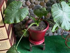 Цветы для гостиницы или дома!!! 