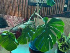 Цветы для гостиницы или дома!!! 