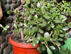 Цветы для гостиницы или дома!!! 