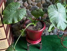 Цветы для гостиницы или дома!!! 