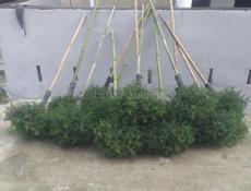 Калючие веники 