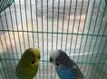 Продам два попугая вместе с клеткой🦜🦜
