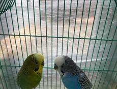 Продам два попугая вместе с клеткой🦜🦜