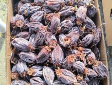 Продаю сушёную Хурму 🔥