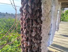 Продаю сушёную Хурму 🔥