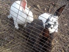 Продам кролики большой породы 