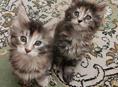 Продажа котят мейн- кун