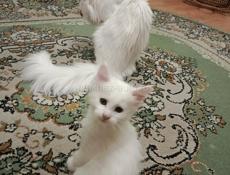 Продажа котят мейн- кун