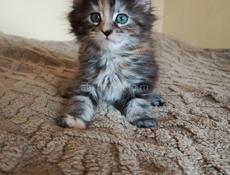 Продажа котят мейн- кун