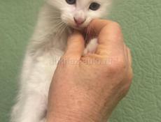 Продажа котят мейн- кун