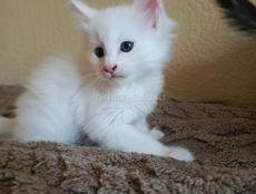 Продажа котят мейн- кун
