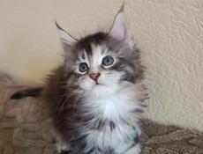Продажа котят мейн- кун