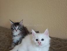 Продажа котят мейн- кун